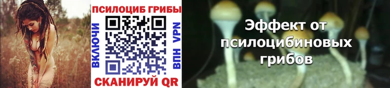 Купить  Лаишево  Псилоцибиновые грибы Psilocybine cubensis 